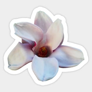 Magnolias - One Magnolia Blossom Sticker